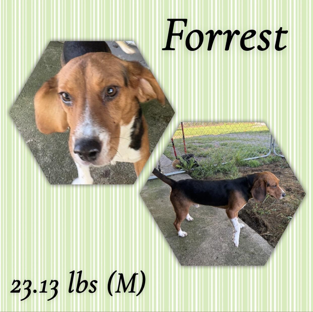 Forrest, adopted, Adult Male Beagle.