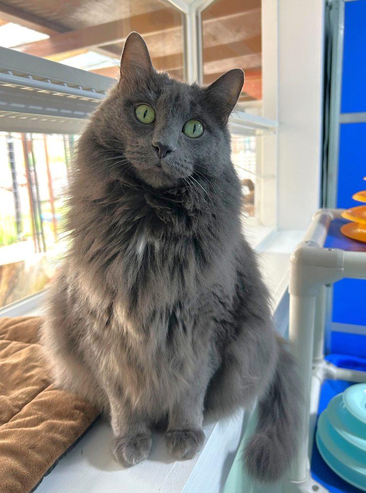 Jetstream, Adoptable, Senior Female Domestic Medium Hair.