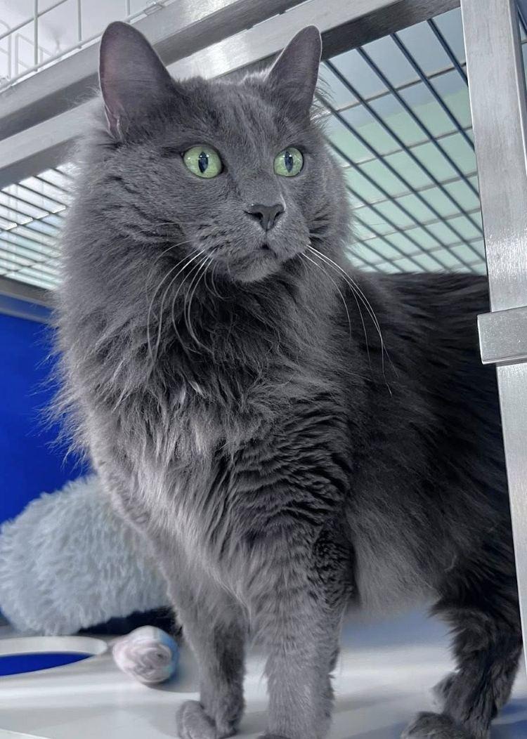 Jetstream, Adoptable, Senior Female Domestic Medium Hair.