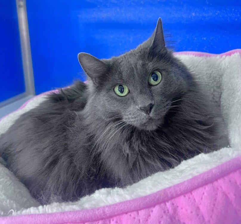 Jetstream, a Adoptable Domestic Medium Hair in Colorado Springs, CO image 2/3