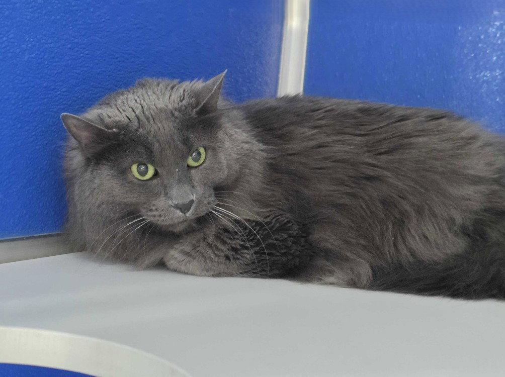 Jetstream, a Adoptable Domestic Medium Hair in Colorado Springs, CO image 3/3