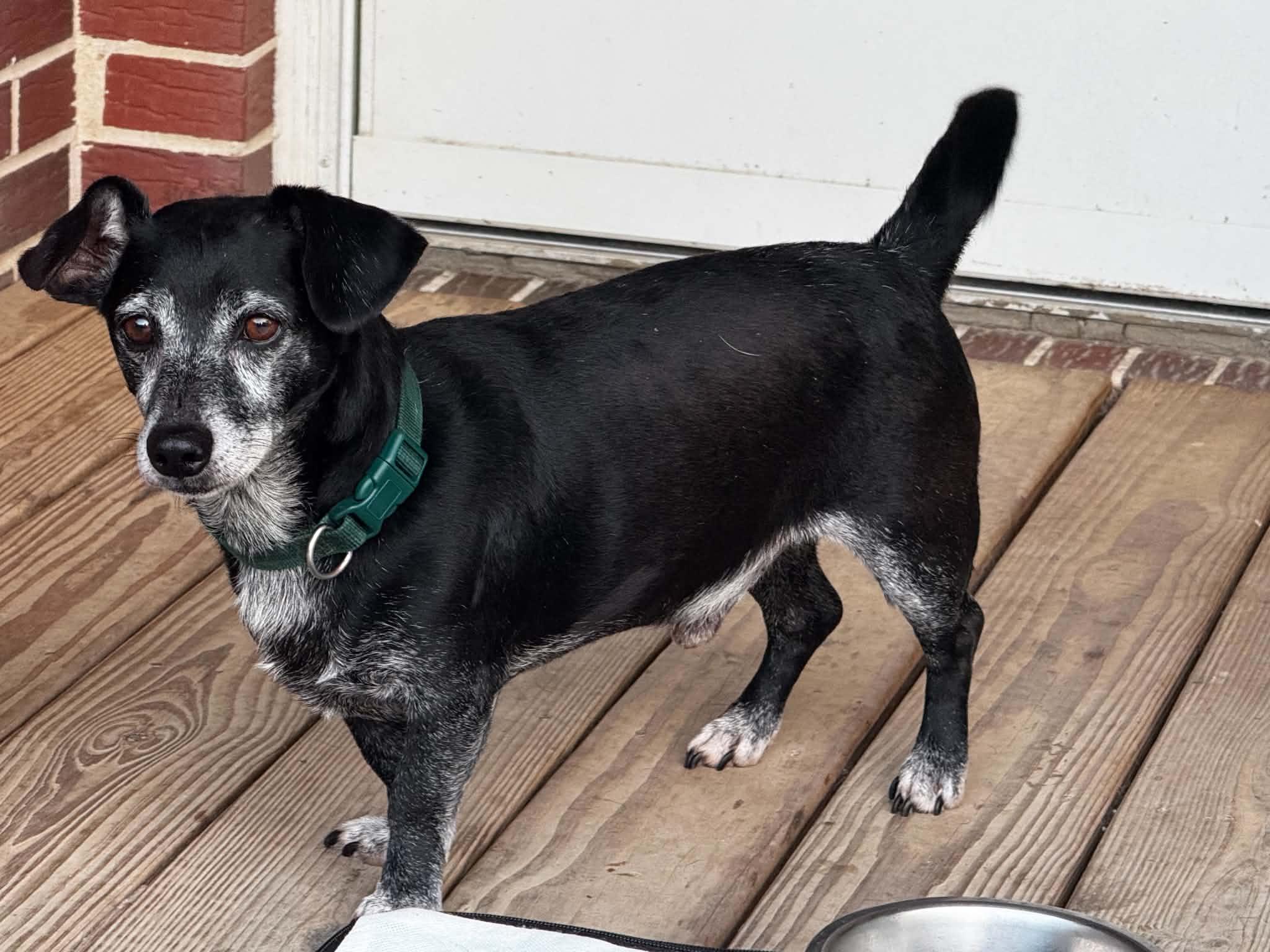 Rocky - Foster Needed - photo 1