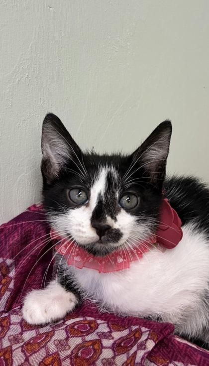 Enlarge Queen Birdie, a Adoptable mixed breed in Picayune, MS image 1/3