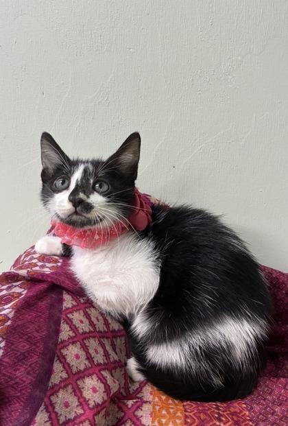 Enlarge Queen Birdie, a Adoptable mixed breed in Picayune, MS image 2/3