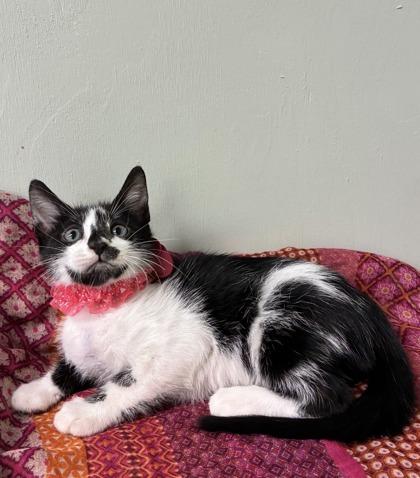 Enlarge Queen Birdie, a Adoptable mixed breed in Picayune, MS image 3/3