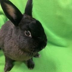 Enlarge Imogen, an adopted Polish in Haltom City, TX image 4/4