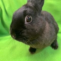 Enlarge Imogen, an adopted Polish in Haltom City, TX image 1/4