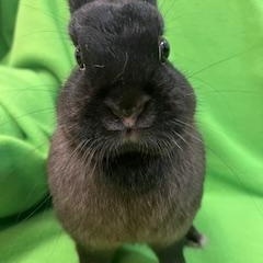 Enlarge Imogen, an adopted Polish in Haltom City, TX image 3/4