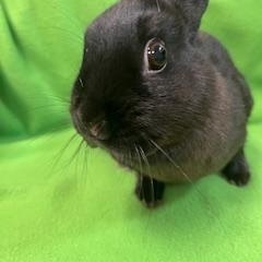 Enlarge Imogen, an adopted Polish in Haltom City, TX image 2/4