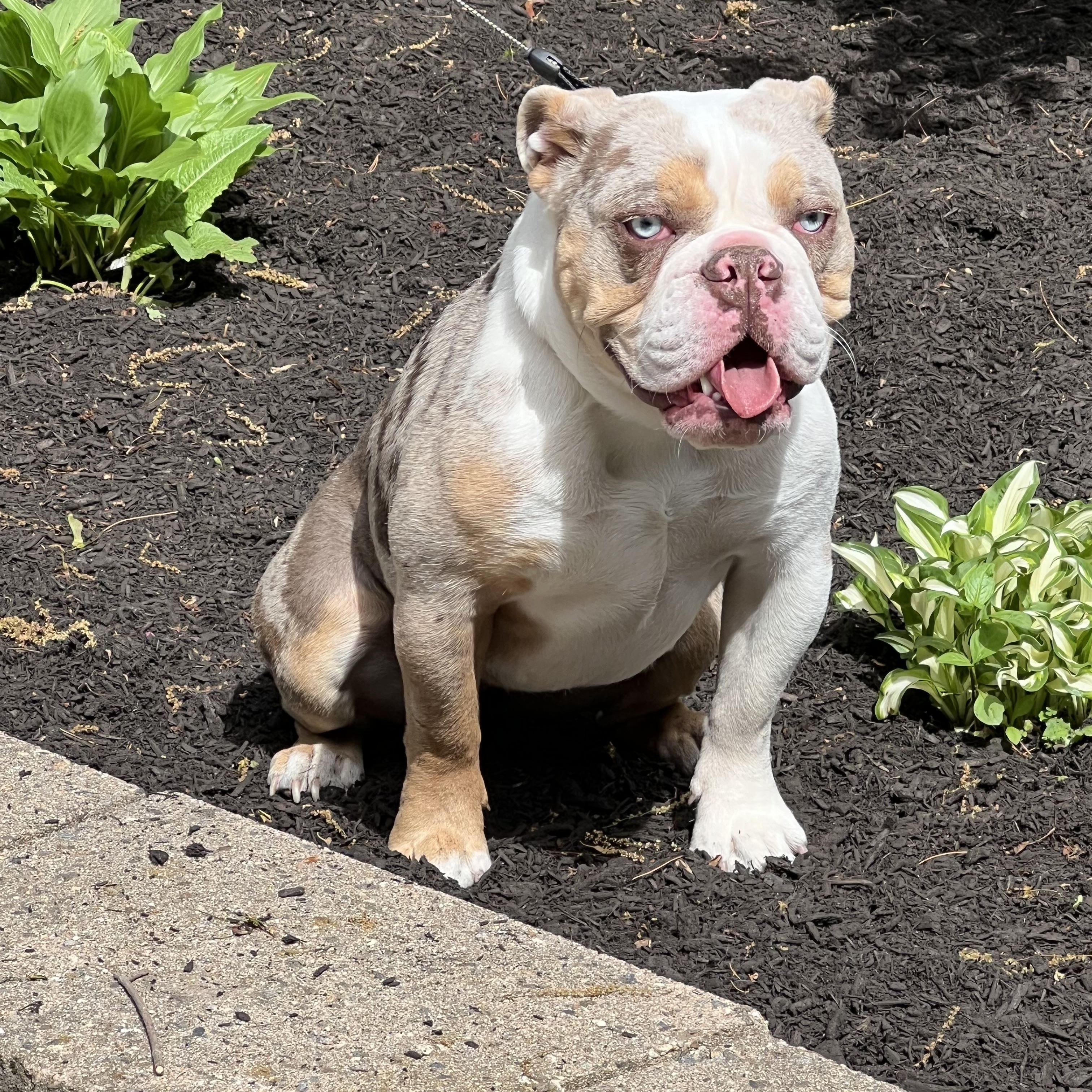 Rye, ADOPTABLE, Young Female Bulldog.