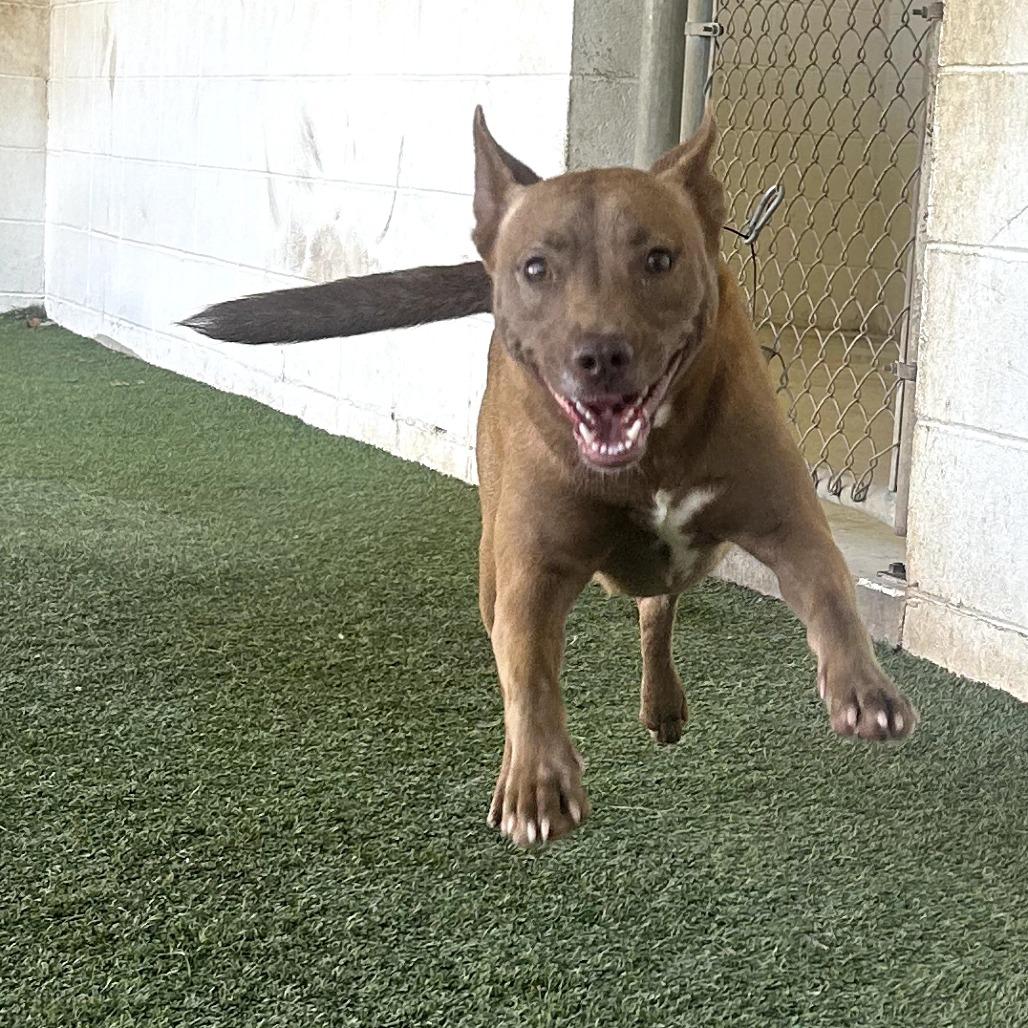 Precious Jewel thumbnail 2