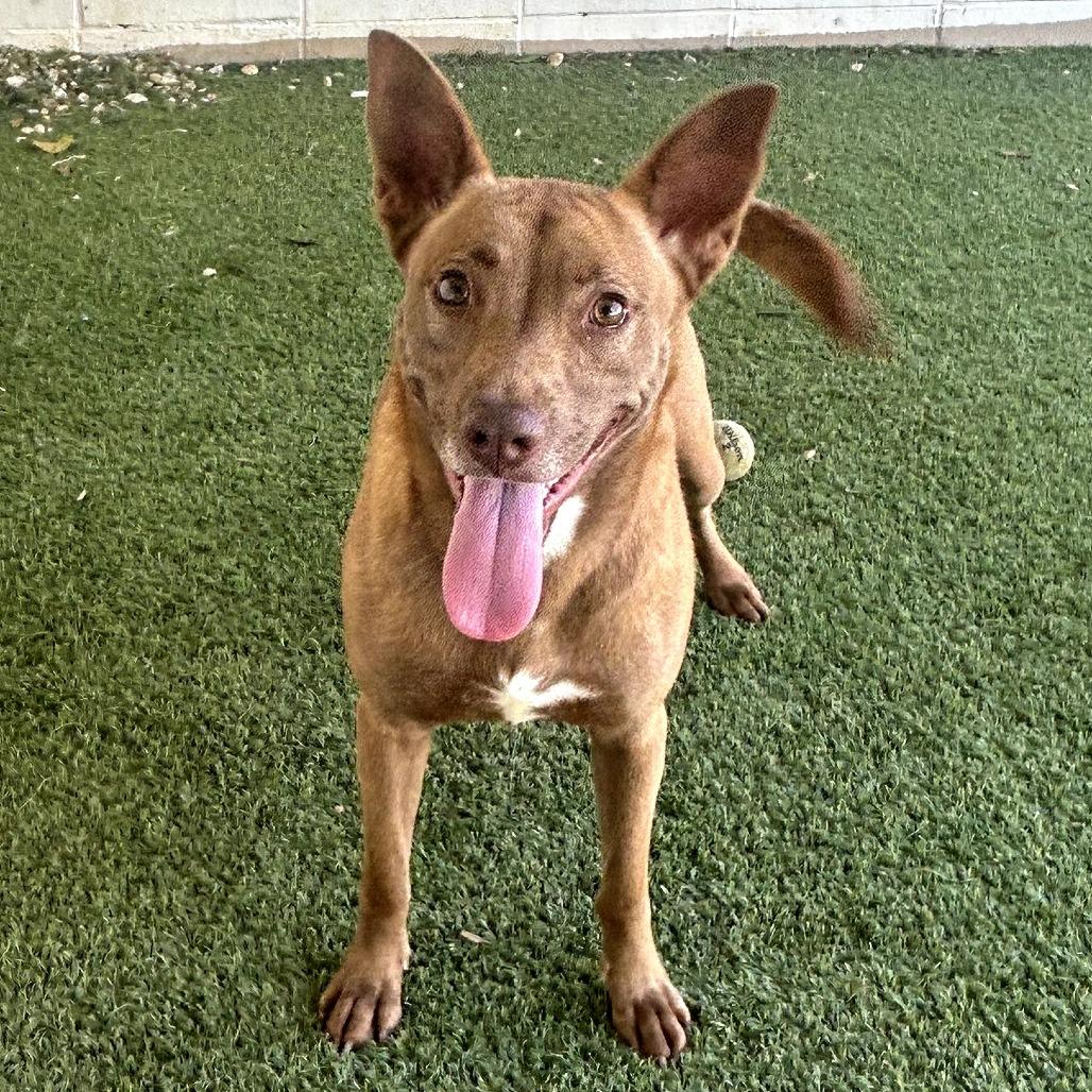 Precious Jewel thumbnail 3