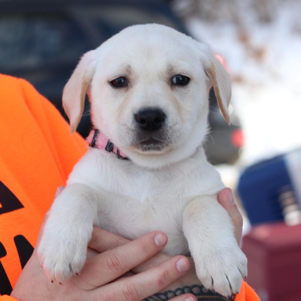CT Naveah, a Adoptable mixed breed in Eastford, CT image 2/2