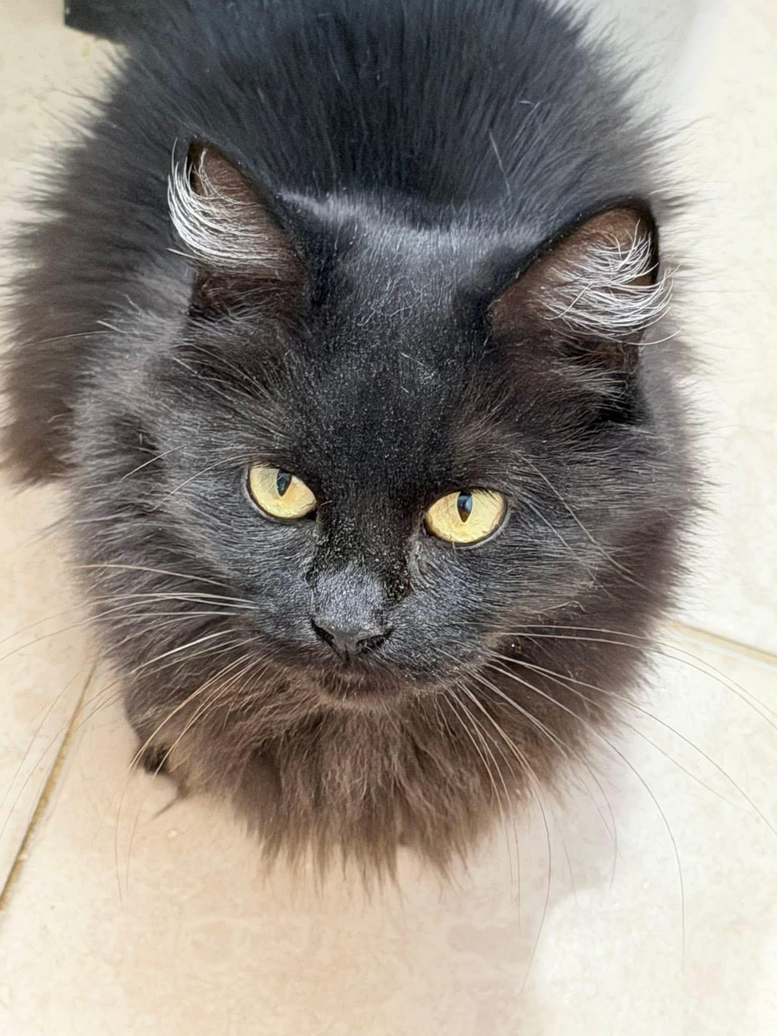 Onyx, Adoptable, Adult Female Norwegian Forest Cat.