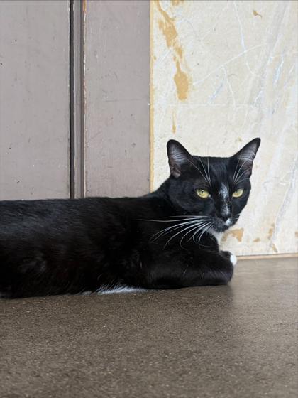 Atticus, Adoptable, Adult Male Domestic Short Hair & Domestic Short Hair.