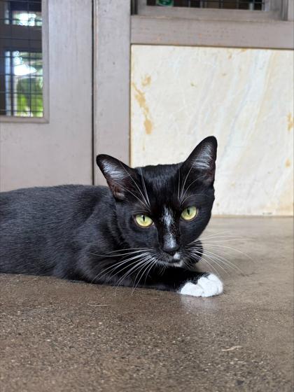 Enlarge Atticus, a Adoptable mixed breed in Honolulu, HI image 2/3