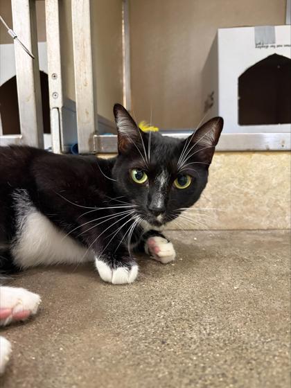 Enlarge Atticus, a Adoptable mixed breed in Honolulu, HI image 3/3