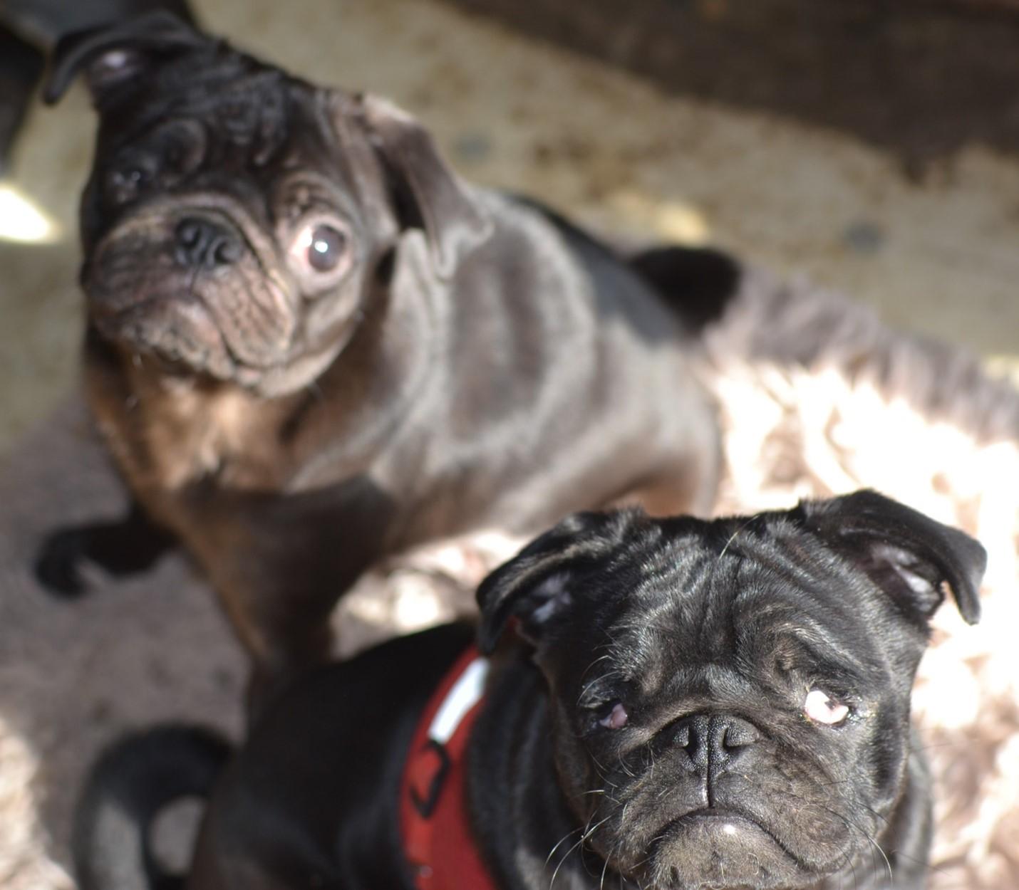 Chloe & Zoey (Bonded Pair)