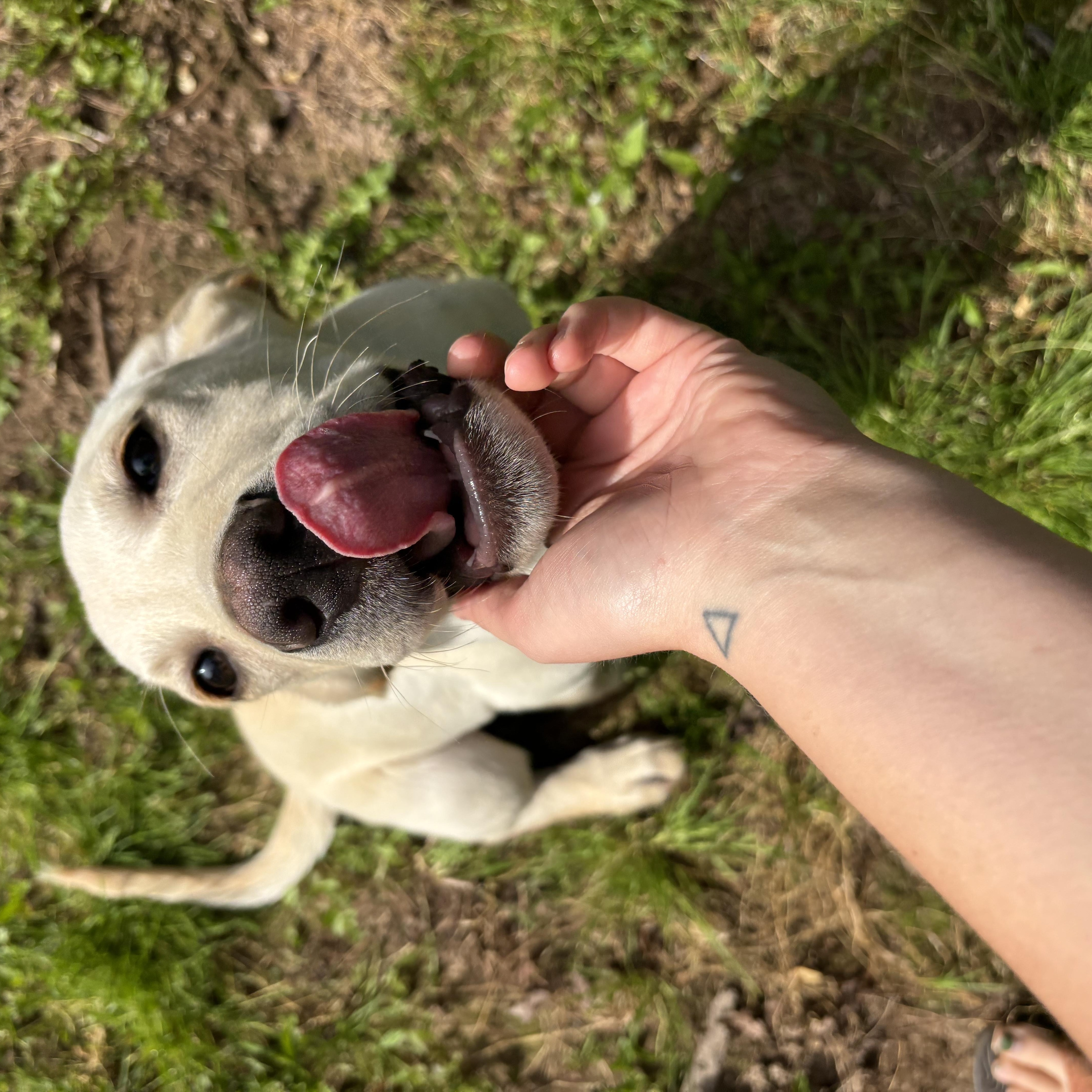 Enlarge Knox, a Adopted mixed breed in High View, WV image 6/6