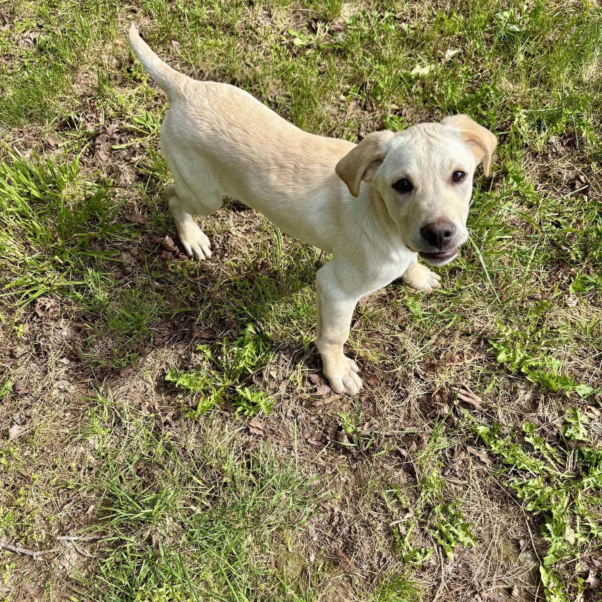 Enlarge Knox, a Adopted mixed breed in High View, WV image 1/6