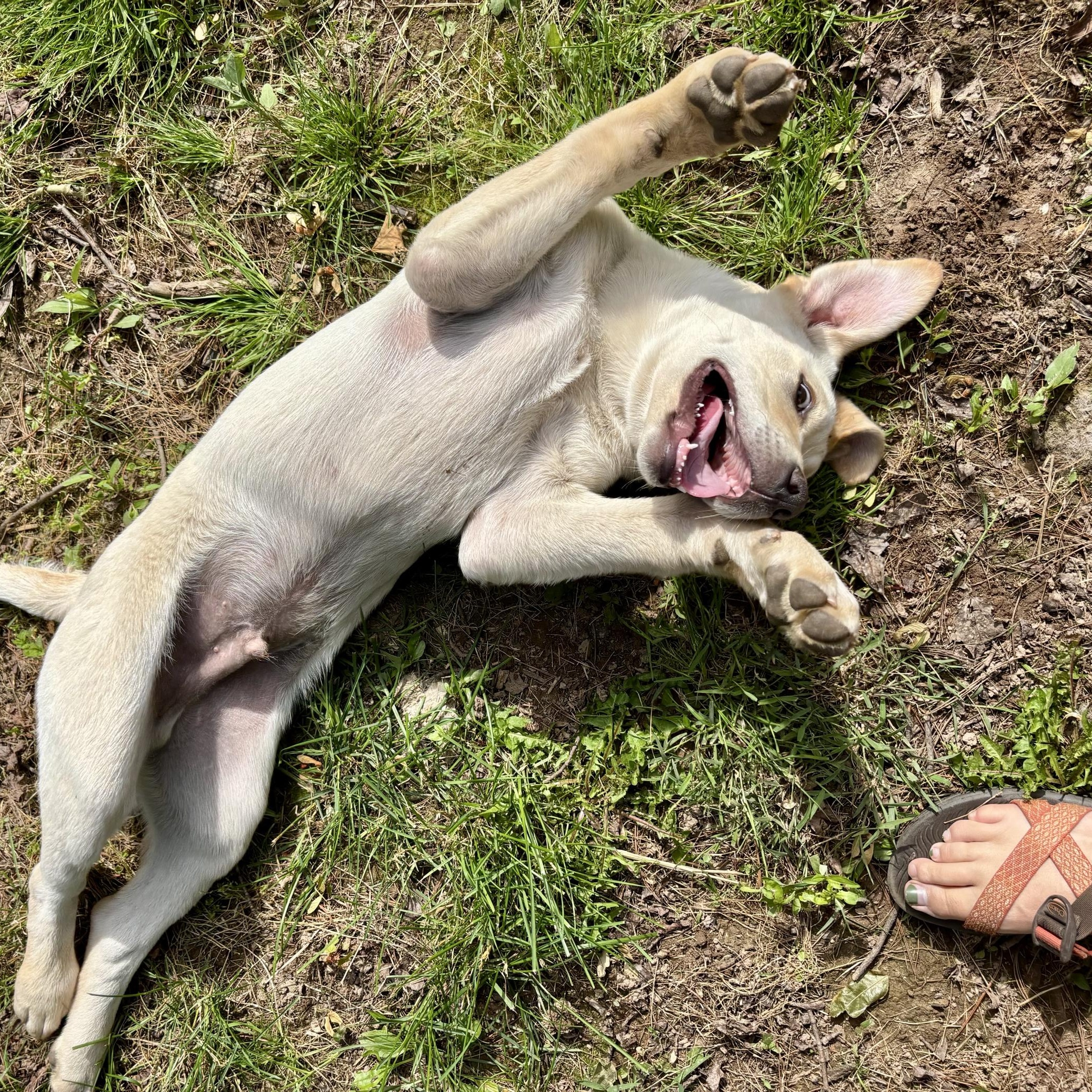 Enlarge Knox, a Adopted mixed breed in High View, WV image 2/6