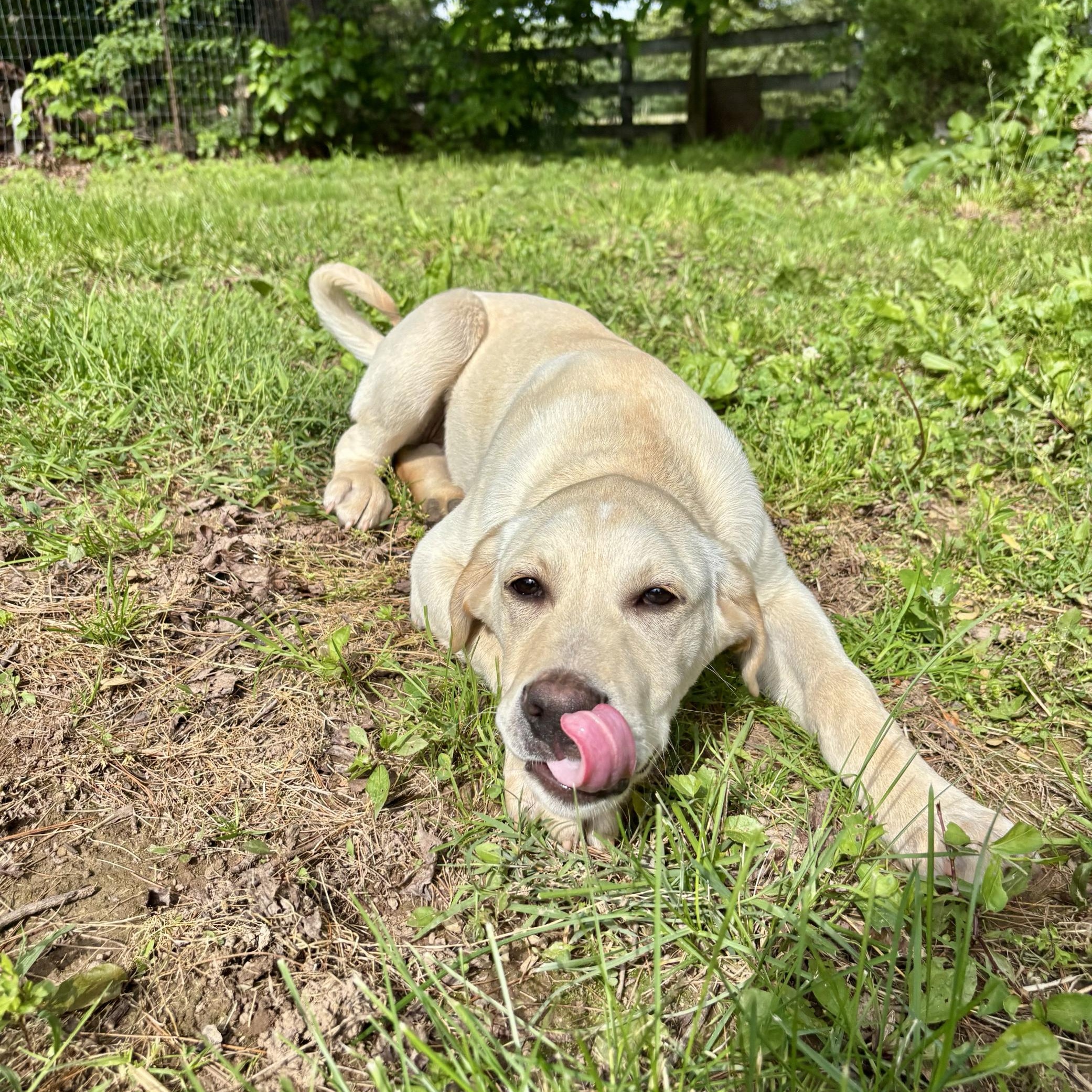 Enlarge Knox, a Adopted mixed breed in High View, WV image 3/6