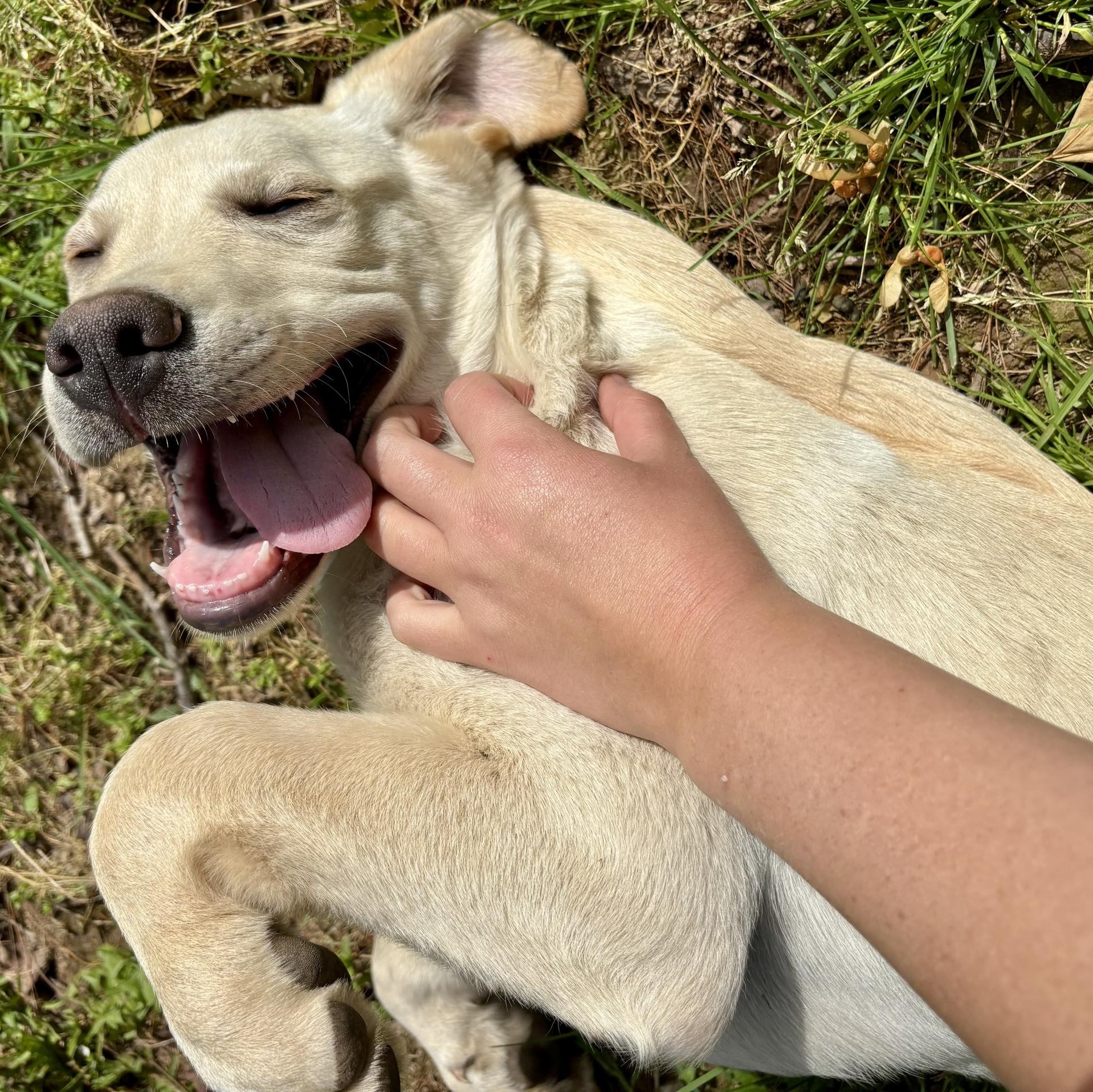 Enlarge Knox, a Adopted mixed breed in High View, WV image 4/6
