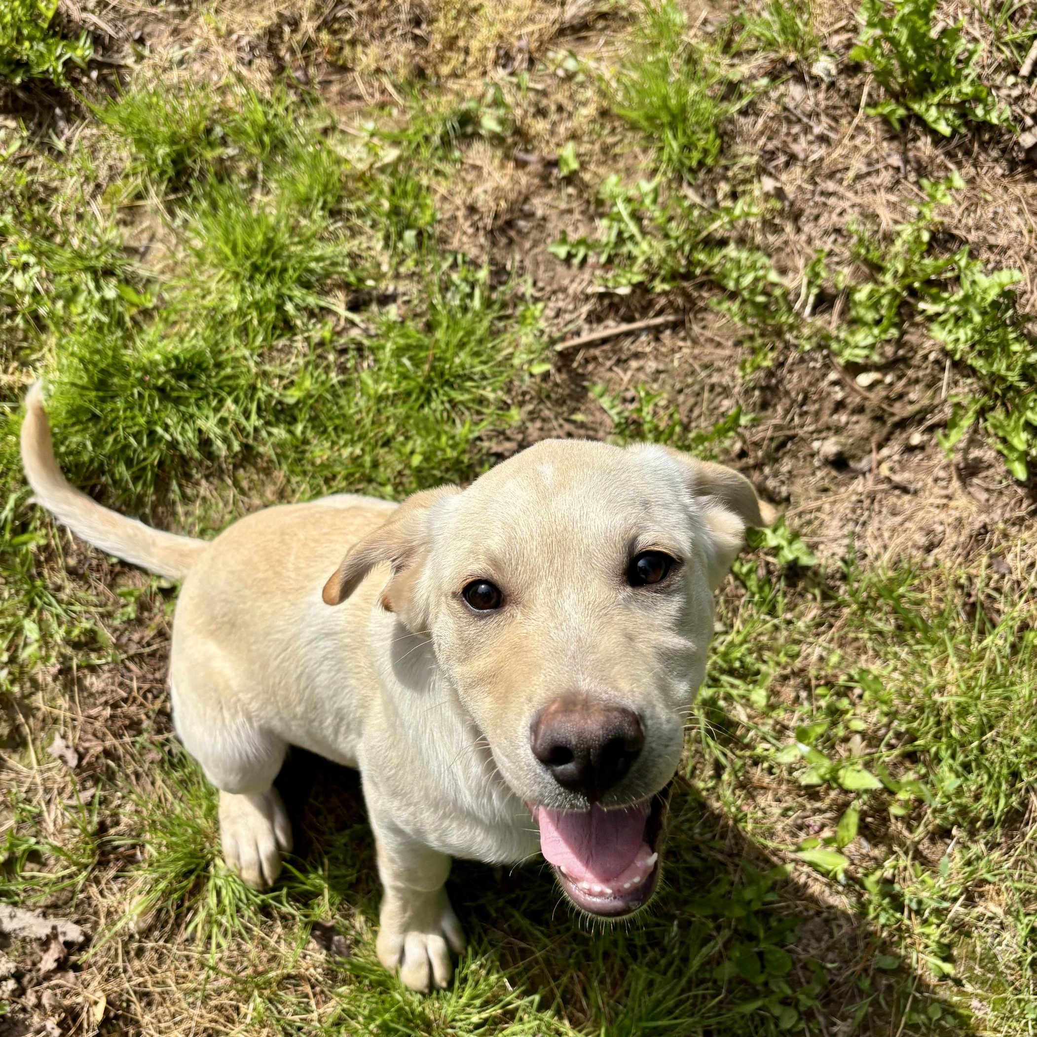 Enlarge Knox, a Adopted mixed breed in High View, WV image 5/6