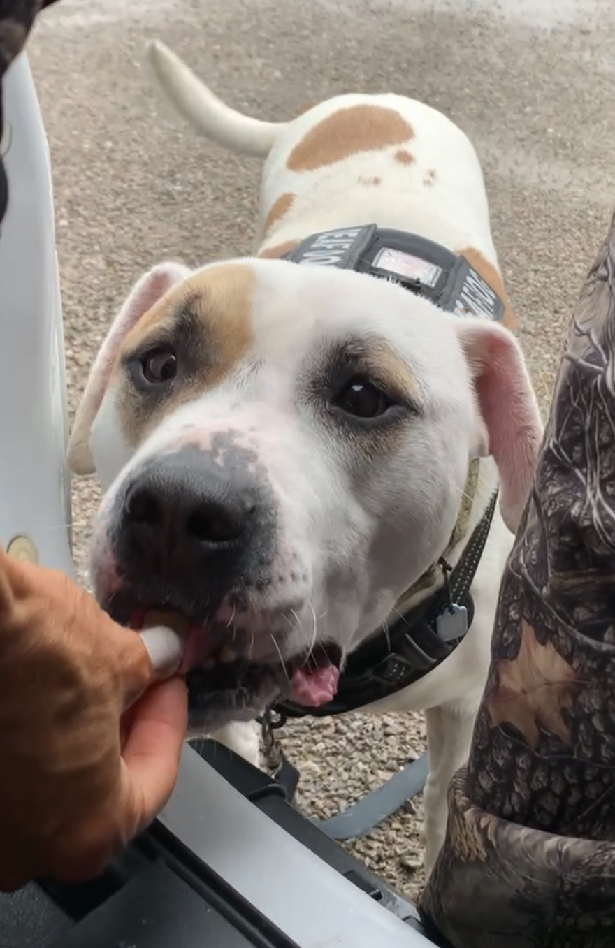 Enlarge Journey, a Adoptable American Bulldog in Columbus, OH image 2/6