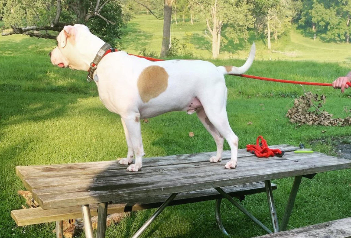 Enlarge Journey, a Adoptable American Bulldog in Columbus, OH image 3/6