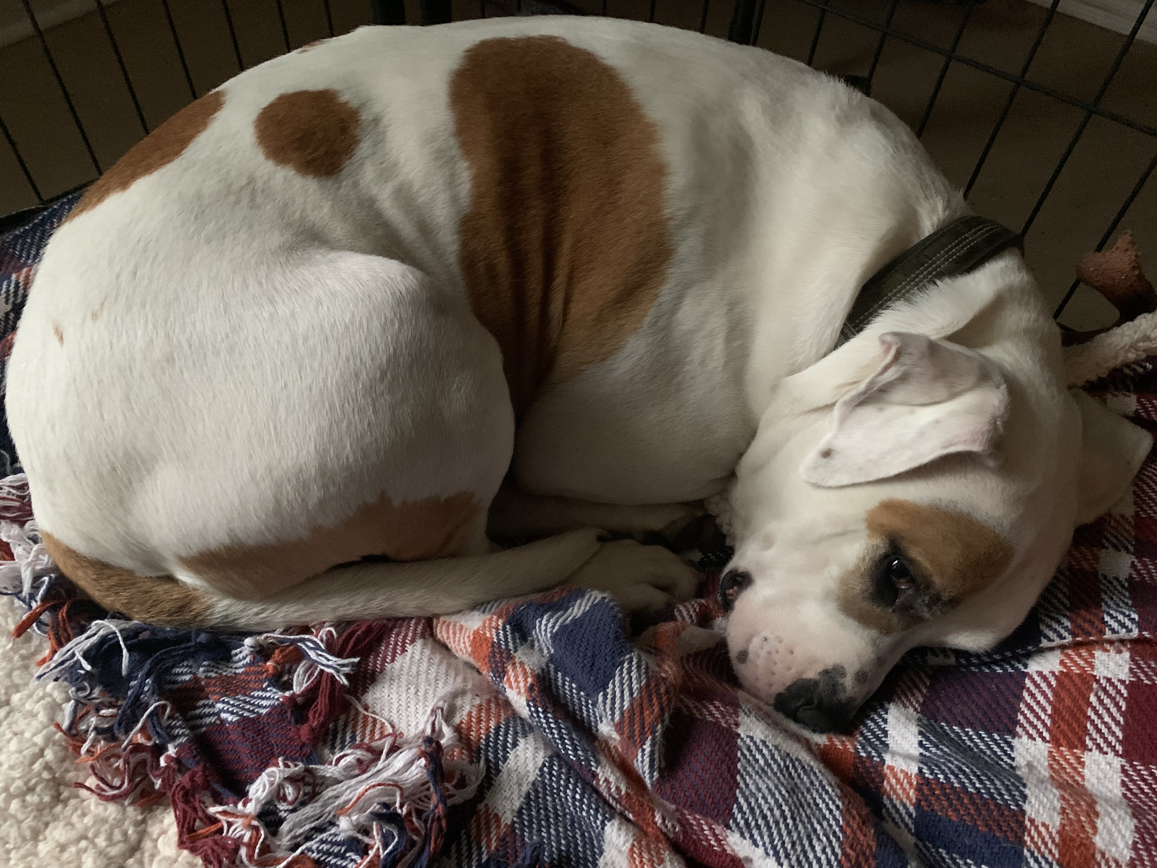 Enlarge Journey, a Adoptable American Bulldog in Columbus, OH image 4/6