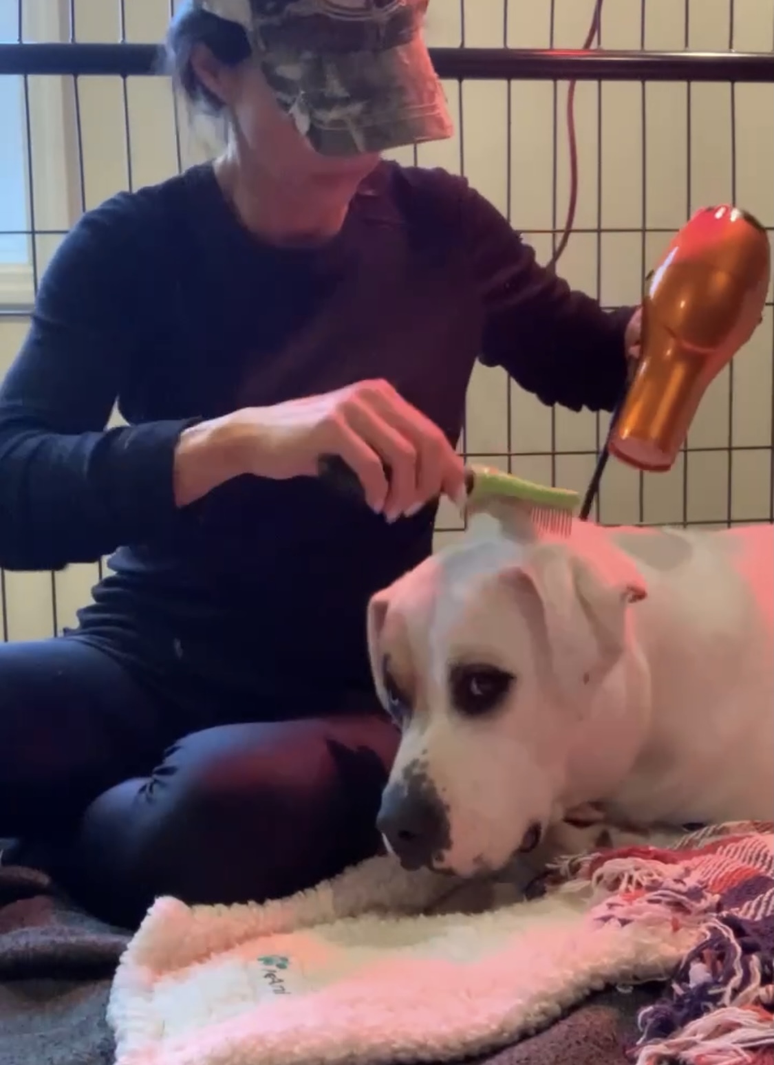 Enlarge Journey, a Adoptable American Bulldog in Columbus, OH image 5/6