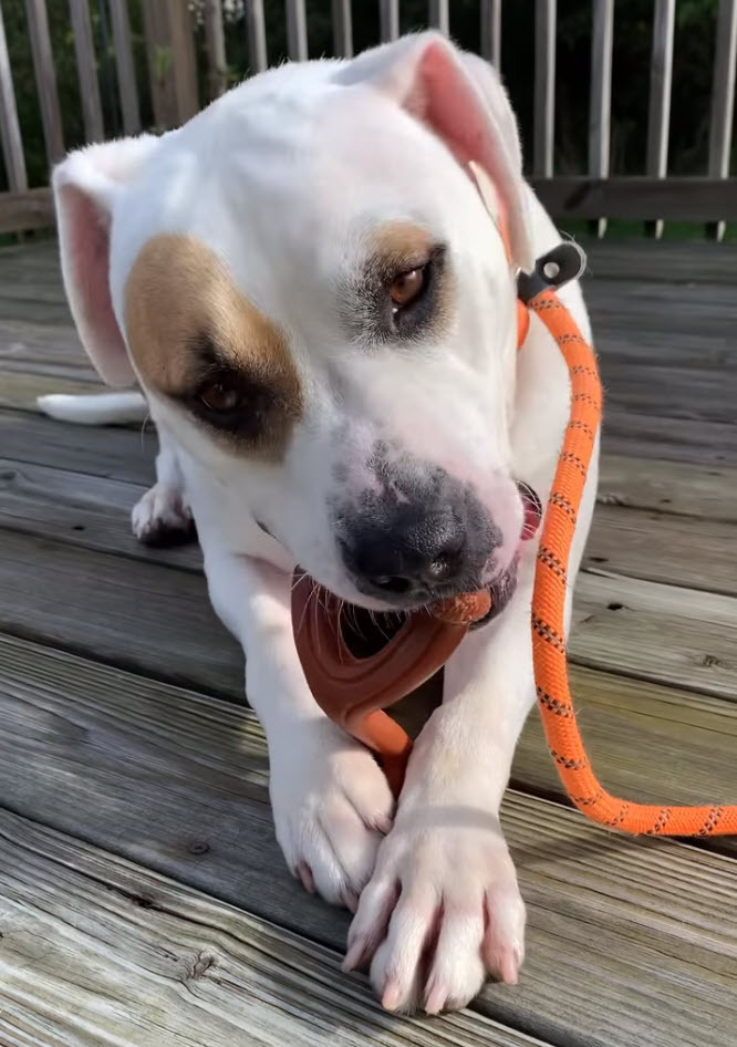 Enlarge Journey, a Adoptable American Bulldog in Columbus, OH image 6/6