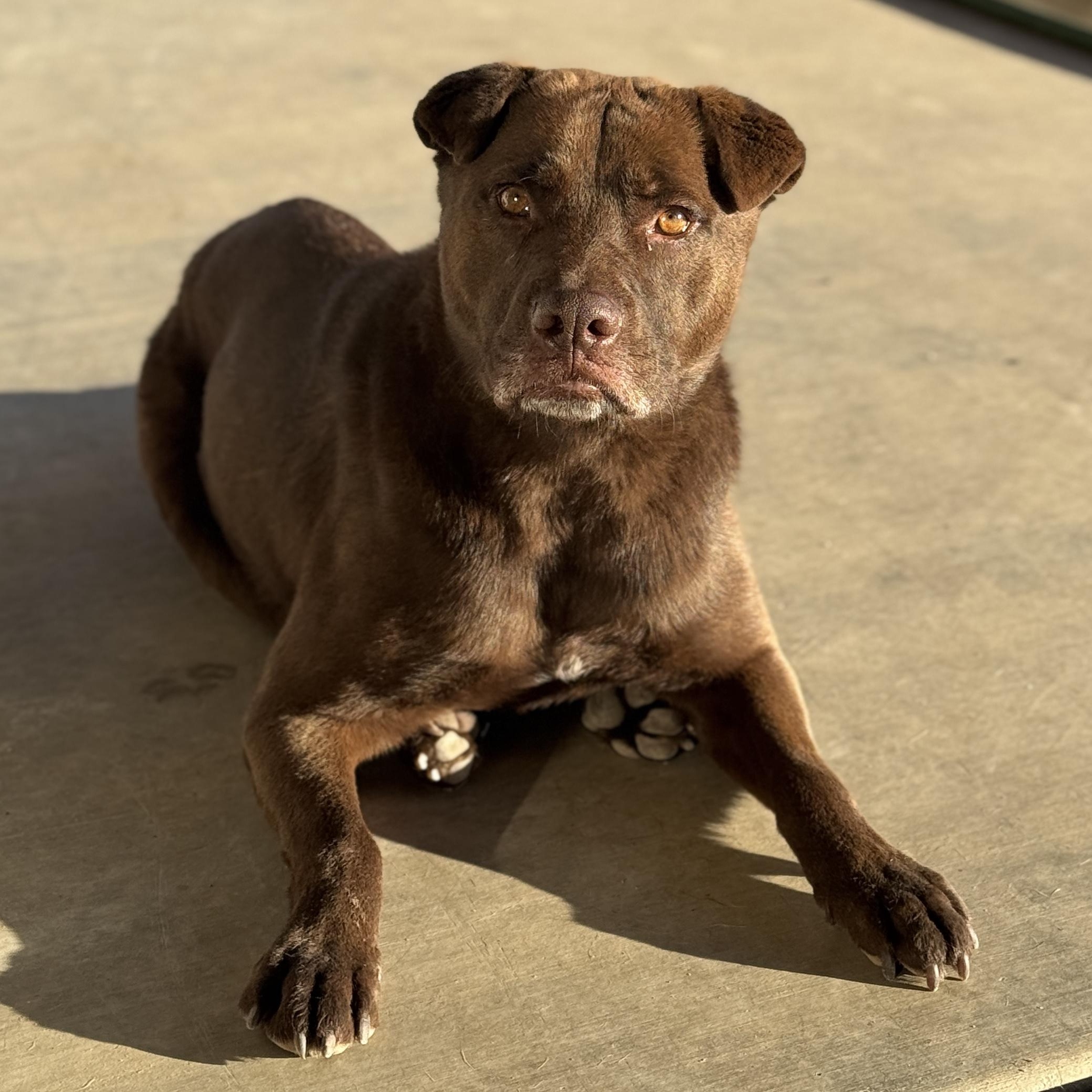 Enlarge Jerry, a ADOPTABLE mixed breed in Goodyear, AZ image 5/5