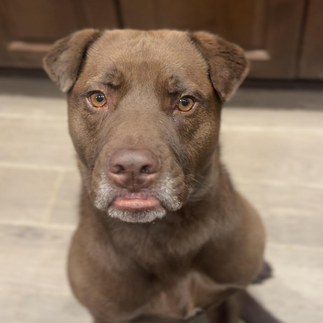 Enlarge Jerry, a ADOPTABLE mixed breed in Goodyear, AZ image 3/5