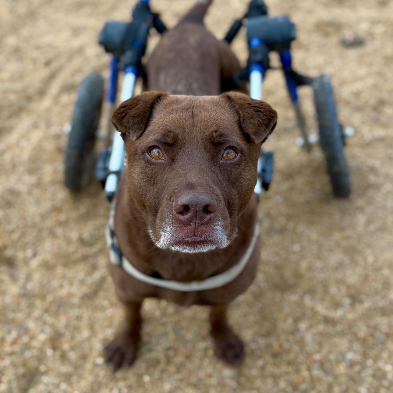 Enlarge Jerry, a ADOPTABLE mixed breed in Goodyear, AZ image 1/5