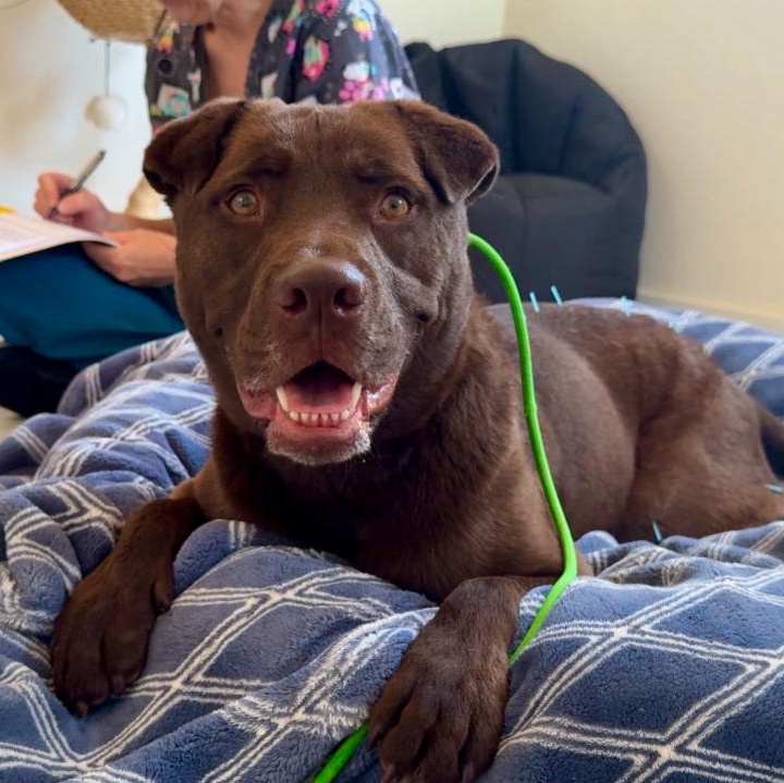 Enlarge Jerry, a ADOPTABLE mixed breed in Goodyear, AZ image 4/5