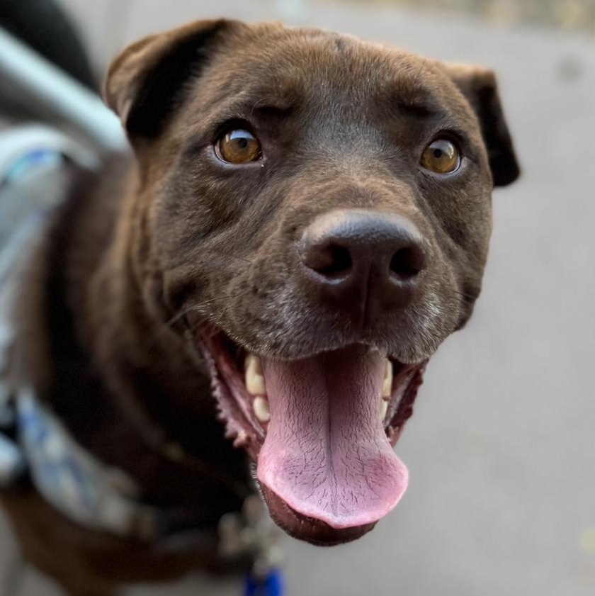 Enlarge Jerry, a ADOPTABLE mixed breed in Goodyear, AZ image 2/5