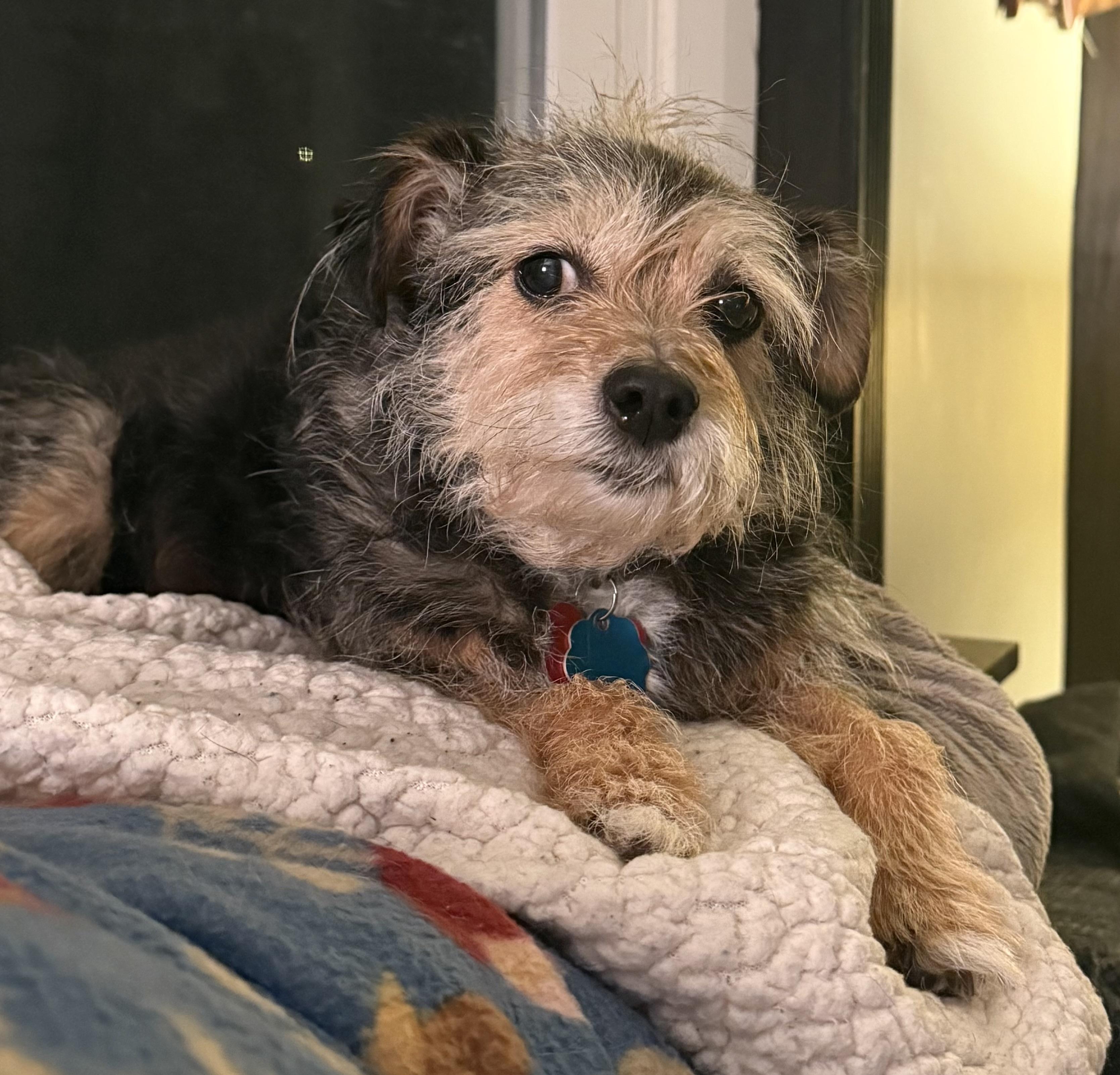 Enlarge Willa, an adopted mixed breed in Salamanca, NY image 3/5