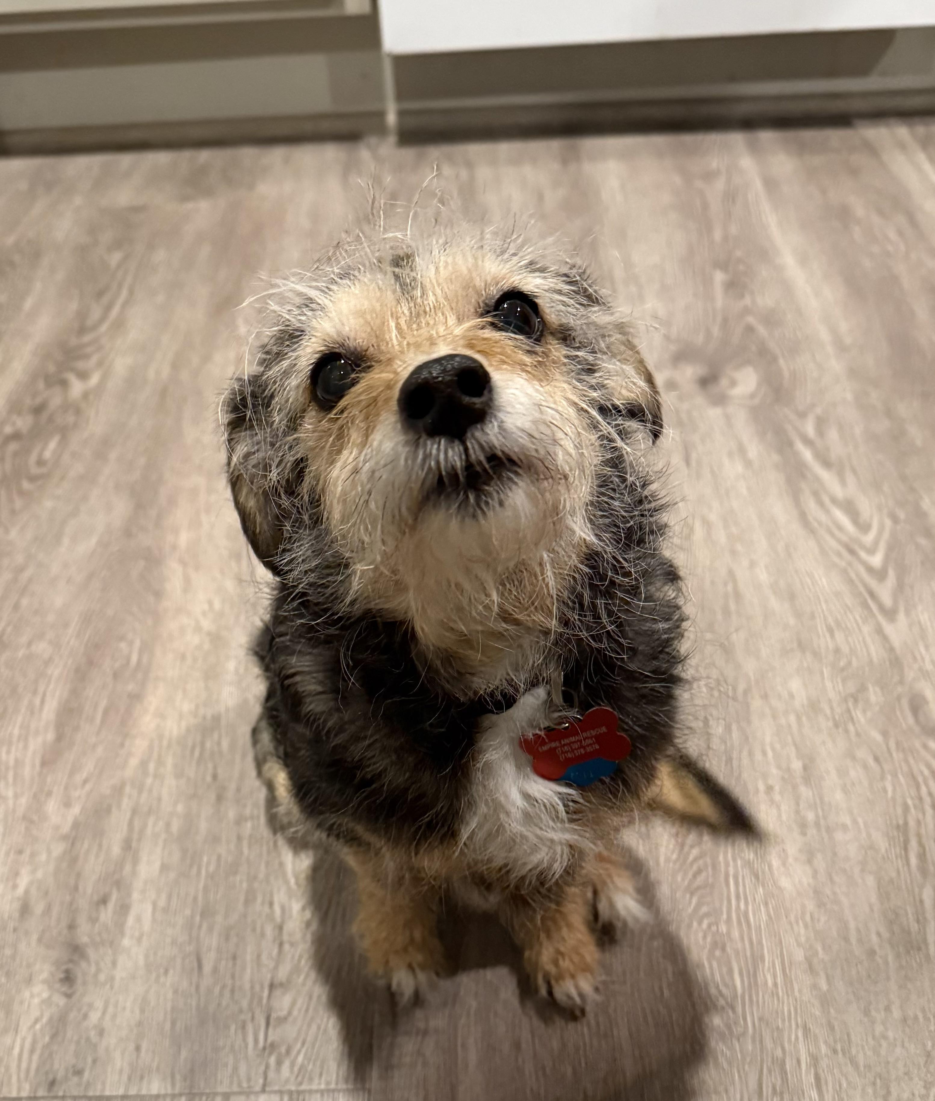 Enlarge Willa, an adopted mixed breed in Salamanca, NY image 4/5