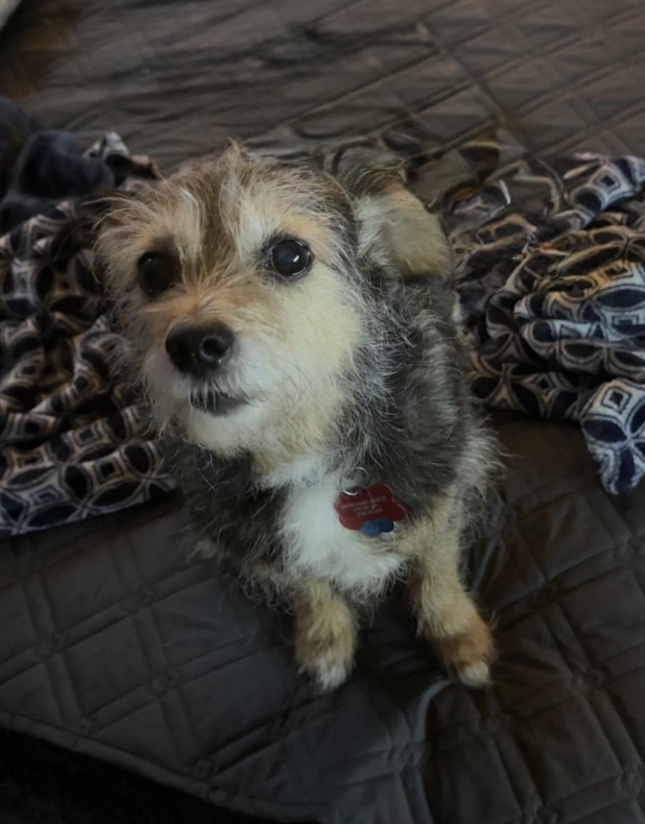 Willa, adopted, Senior Female Wirehaired Terrier.