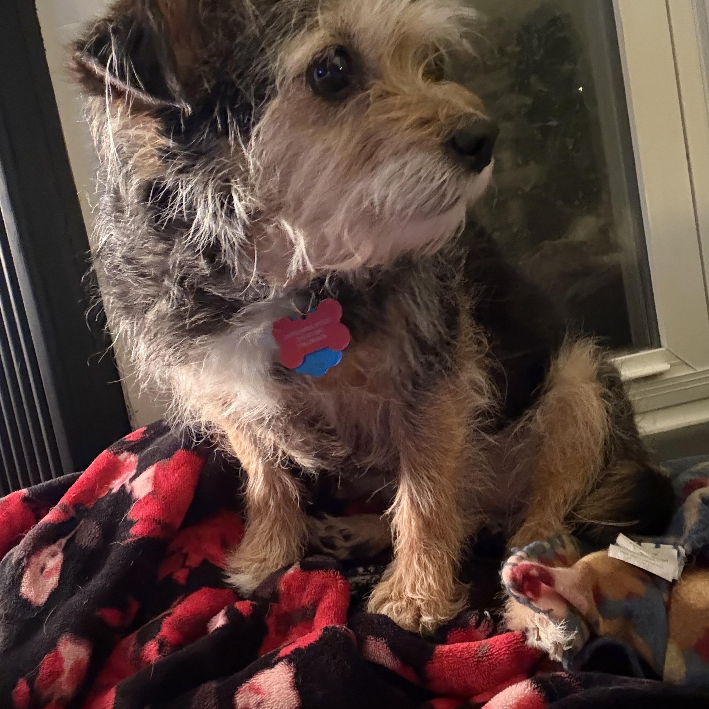 Enlarge Willa, an adopted mixed breed in Salamanca, NY image 5/5