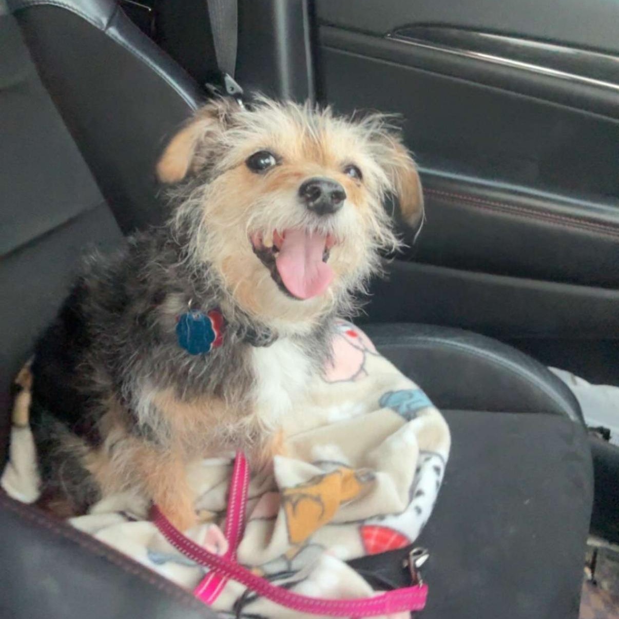 Enlarge Willa, an adopted mixed breed in Salamanca, NY image 2/5