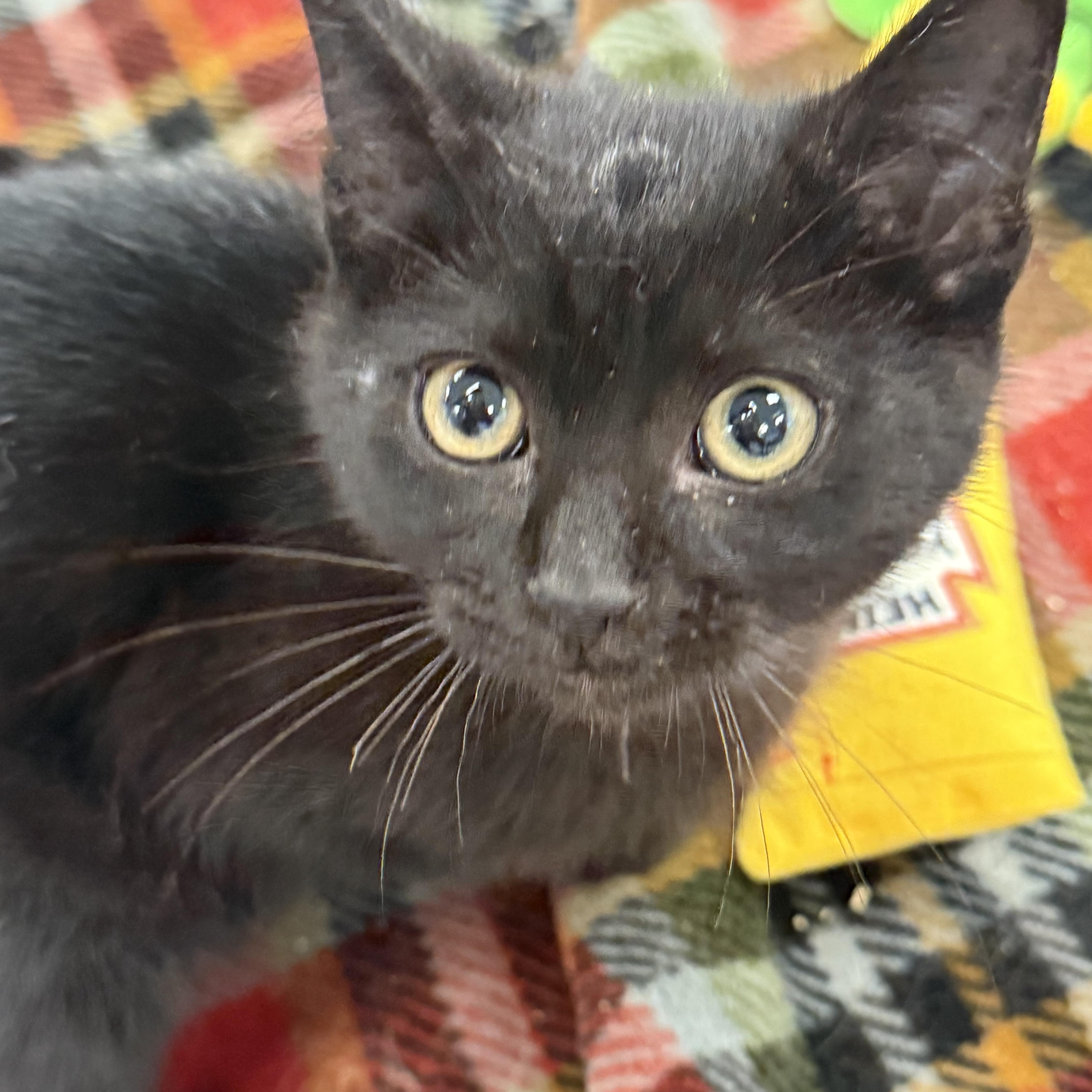 Archie