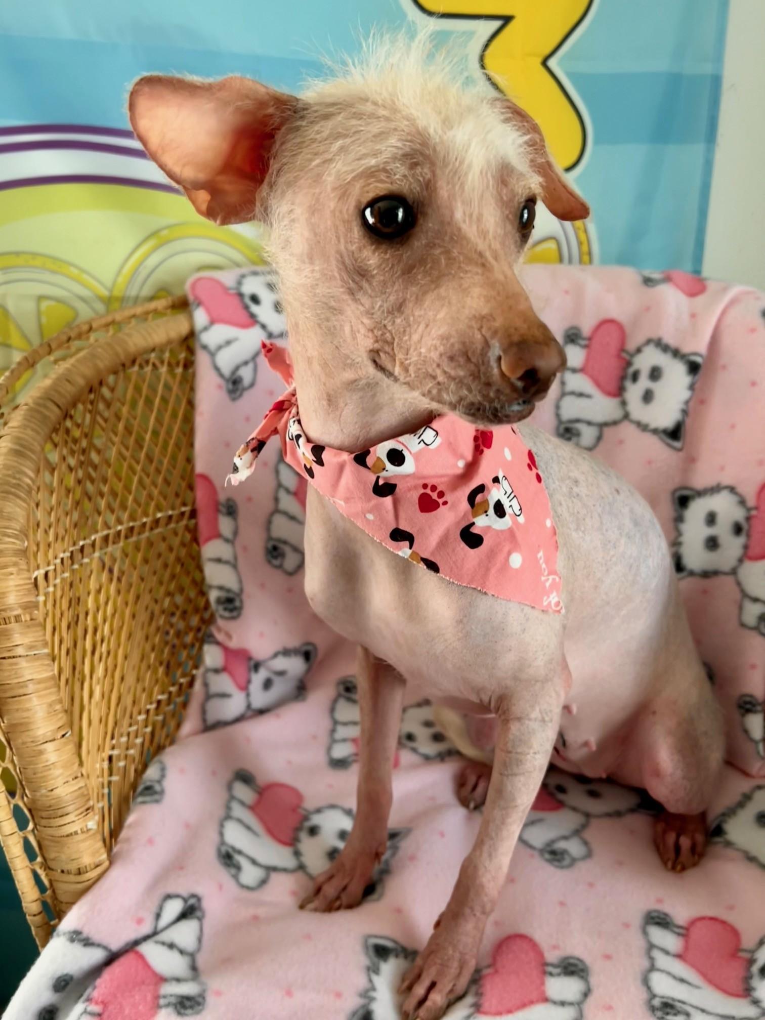 Enlarge Flaka, a ADOPTABLE mixed breed in Yakima, WA image 4/5