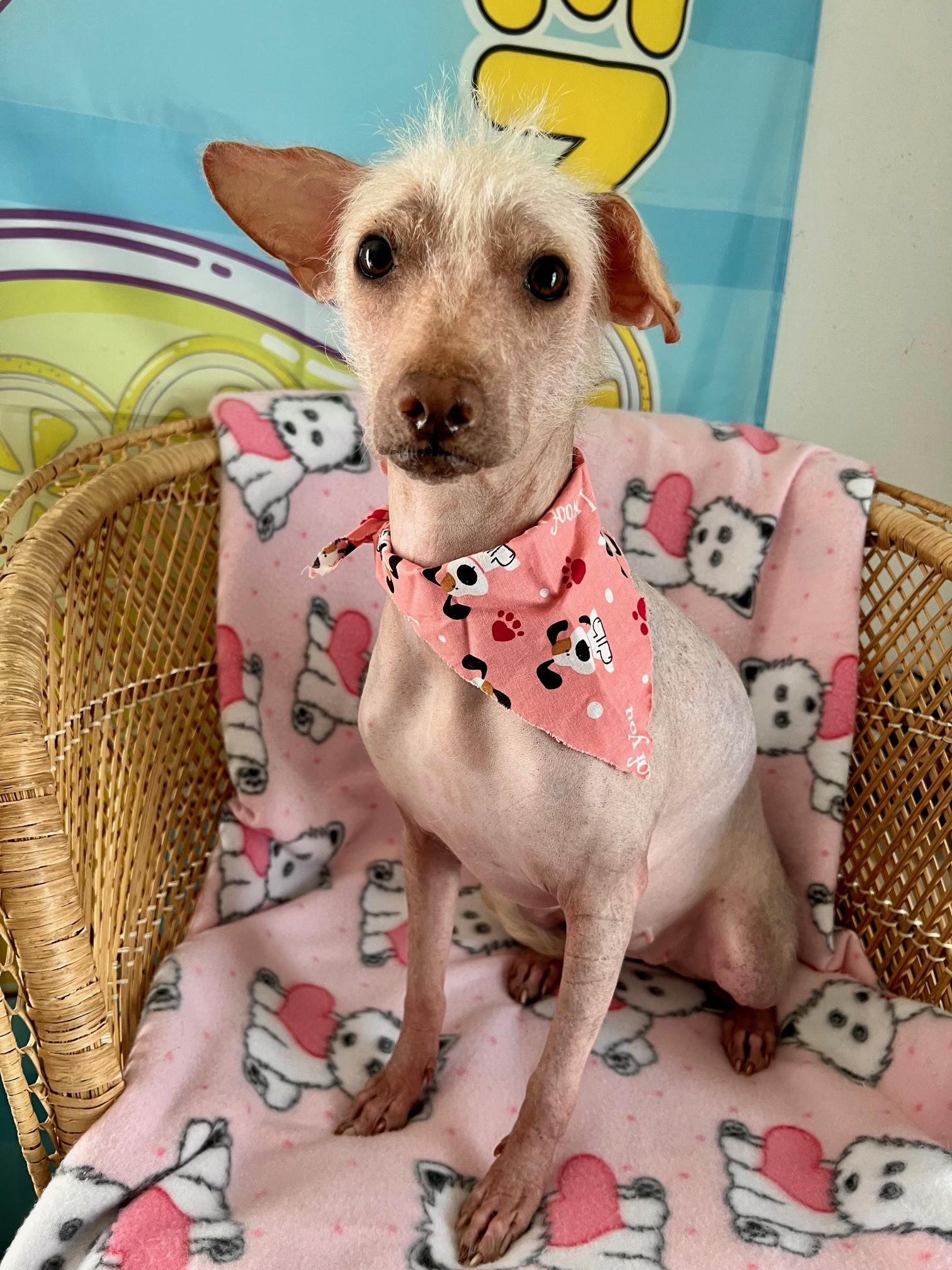 Enlarge Flaka, a ADOPTABLE mixed breed in Yakima, WA image 2/5