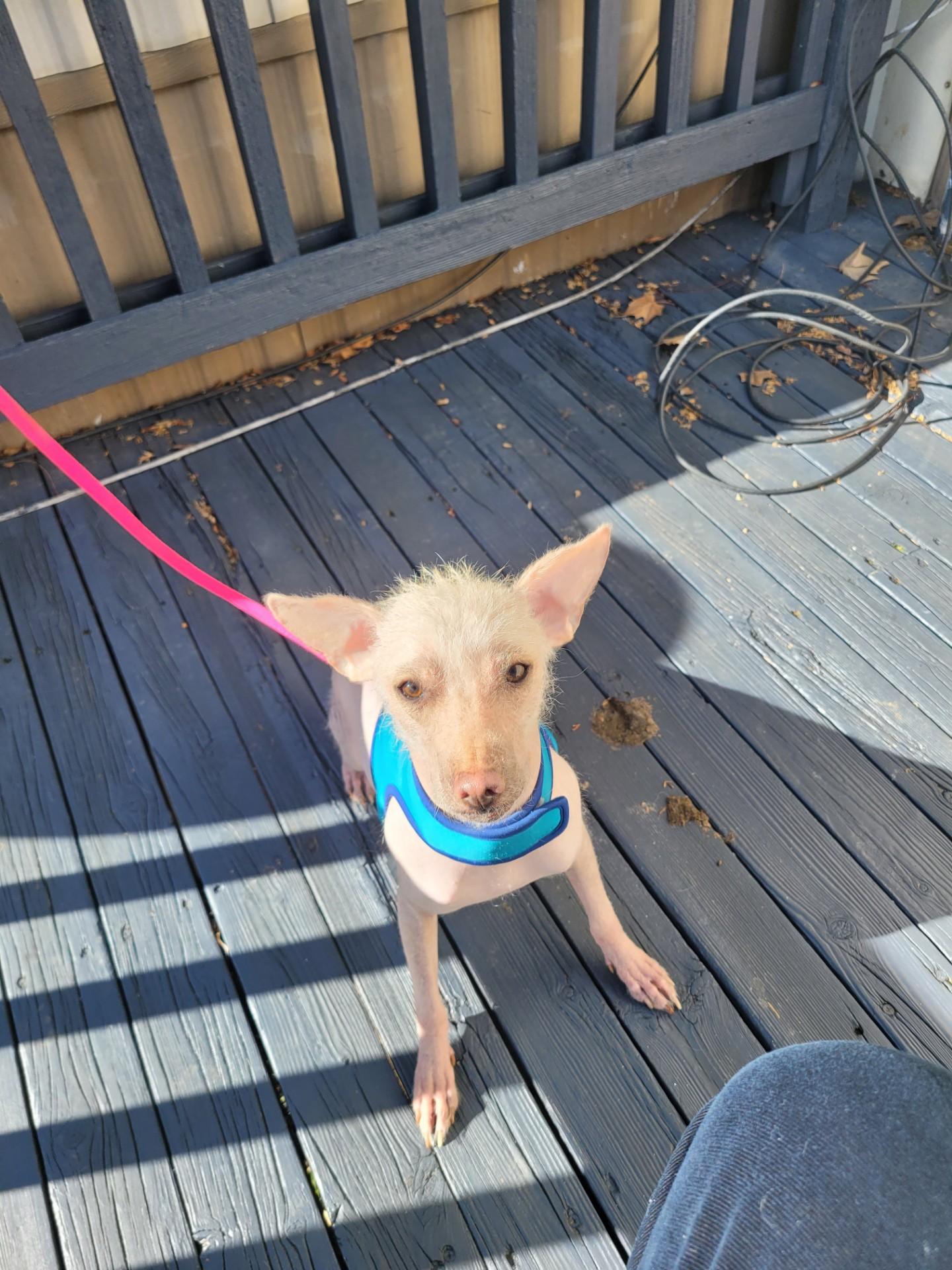 Enlarge Flaka, a ADOPTABLE mixed breed in Yakima, WA image 5/5