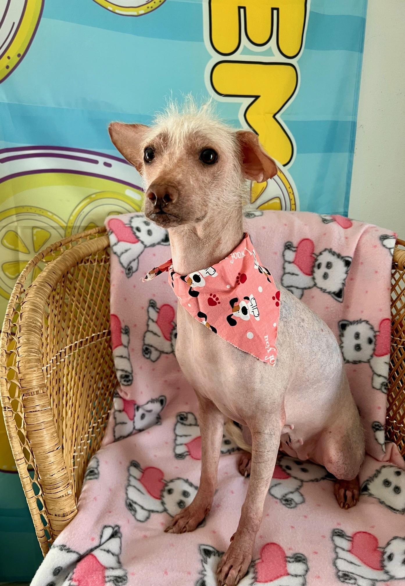 Enlarge Flaka, a ADOPTABLE mixed breed in Yakima, WA image 3/5