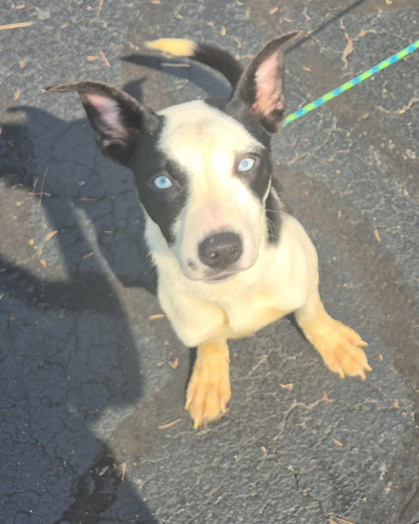 Enlarge Magnolia, a Adopted mixed breed in Findlay, OH image 1/1