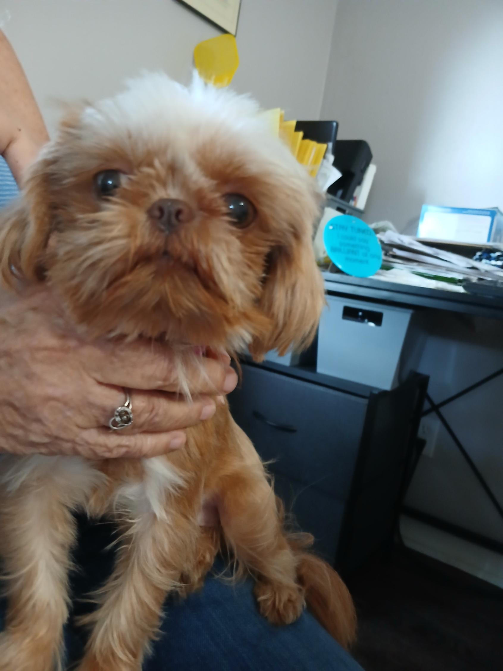 Hallie (Ginger), Adopted, Adult Female Shih Tzu.